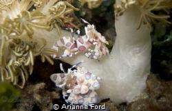 Playful harlequin shrimp in Lembeh Strait. by Arianne Ford 